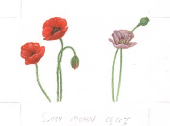 mohn